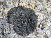 Allanthoparmelia alpicola 