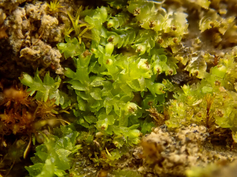 ����������� �������