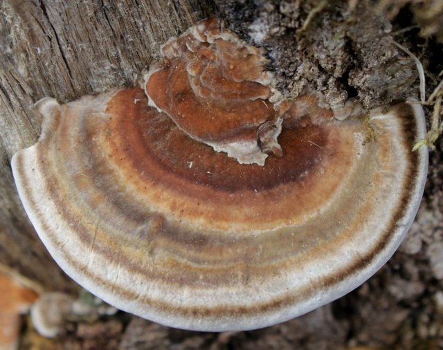 �������� �������, �������� ���������