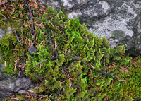 ������� �����������