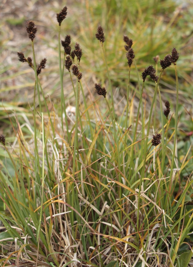 ����� ��������