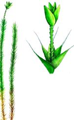 ������� ����������� ������