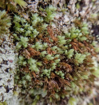 ����� ������