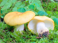 �������� ����-��������