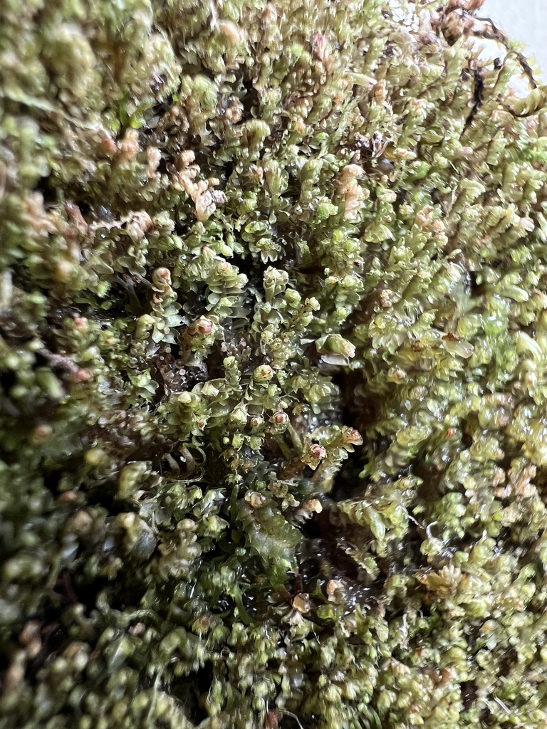 ���������� ����������