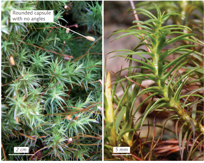 �������������� ����������