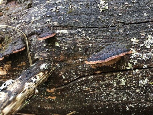 �������� �����������