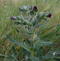 ����� �������