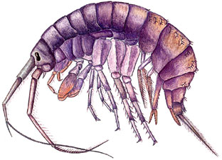 ��������������� ��������