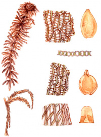 ������� ��������