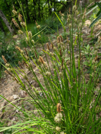 ����� ���������