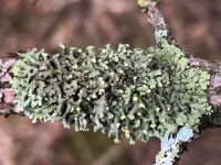 ��������� ����������