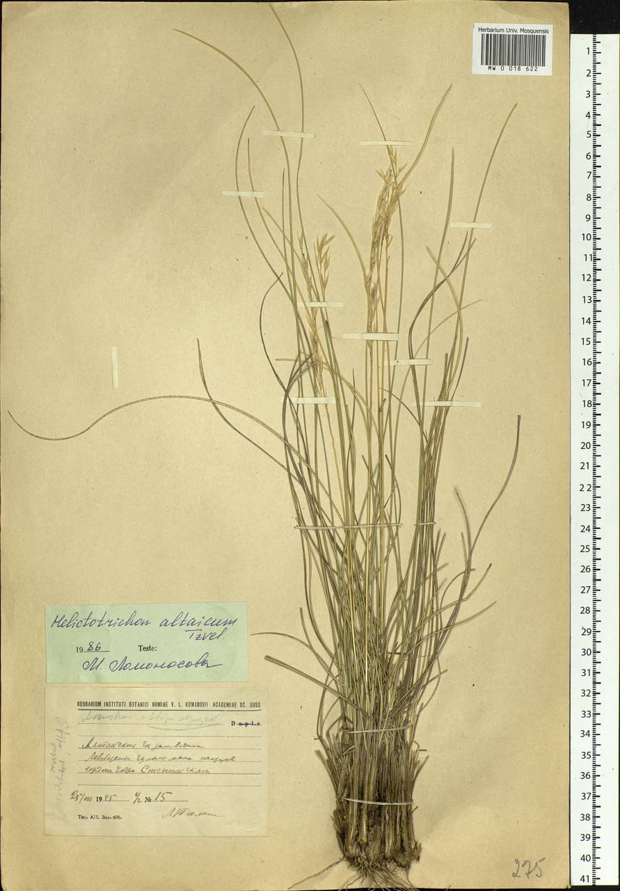 ��������������� ���������