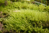 ����� ����������