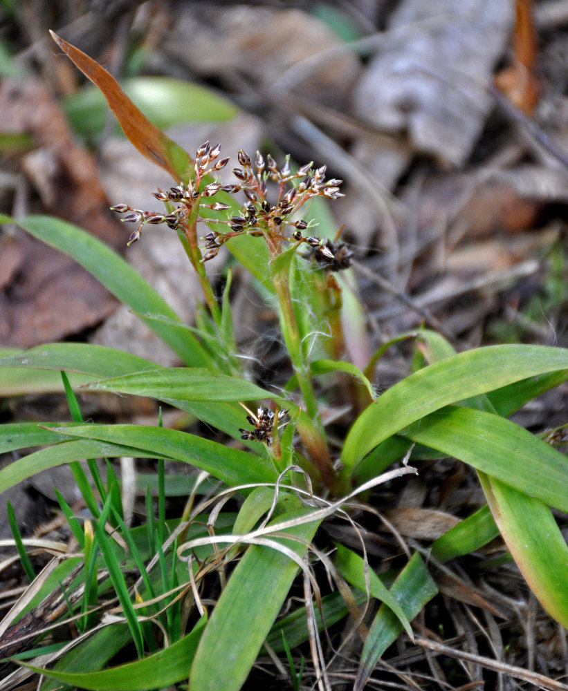 ����� ����������