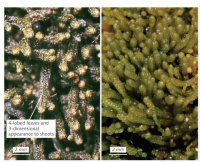 ������������ �������������