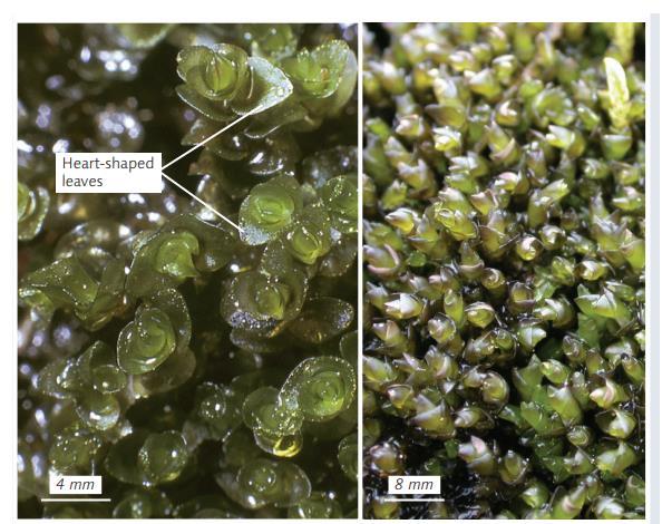 ����������� �����������������