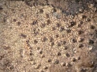 ���������� �����������