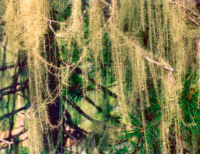 ����� ����������