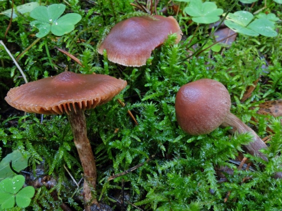 ��������� �������������