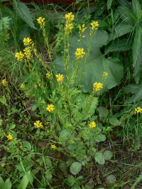 ������� ����������