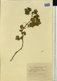 ��������� ��������