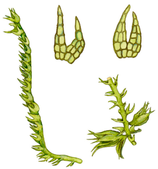 ��������� �������