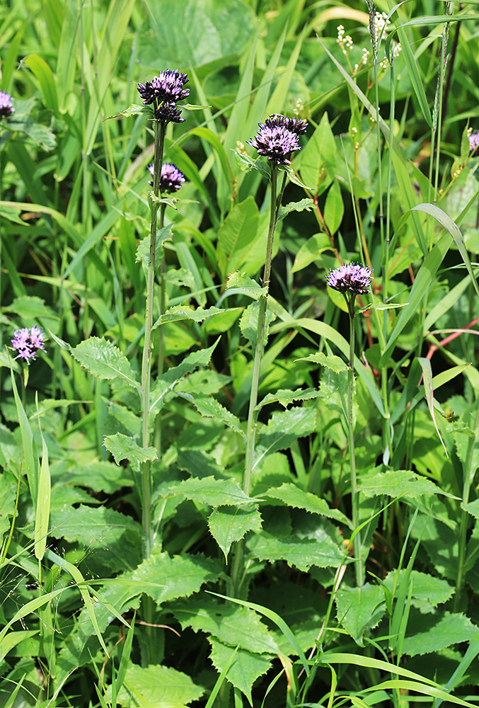 �������� �������������