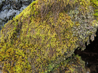 ����������� �����������