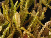 ���������� �����