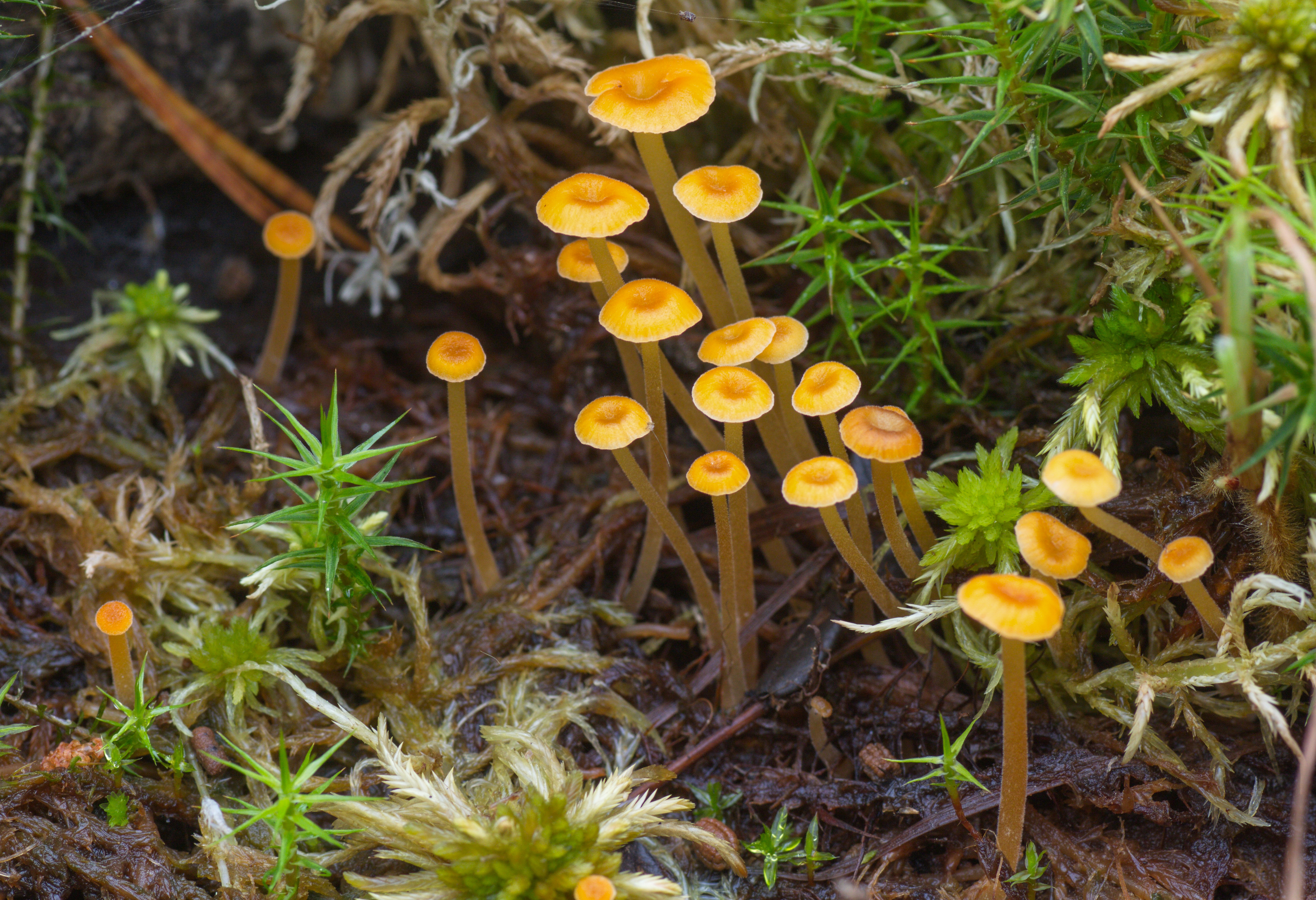 ��������� �������