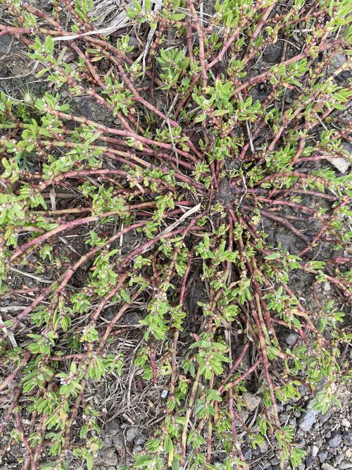 ������ ������������