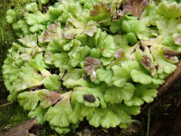 ������������ ���������