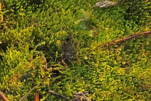 ����������� ��������