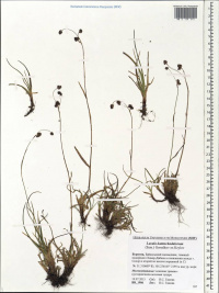 ����� �������������