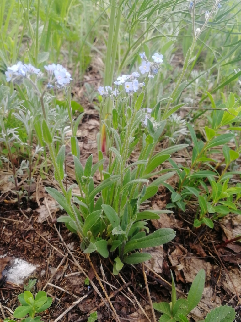 ��������� ��������