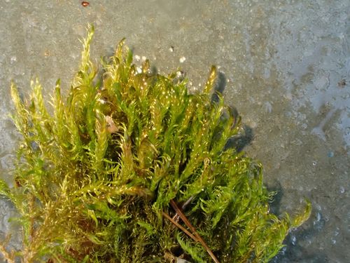 ������������ �������������