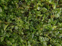 ����������� �����������