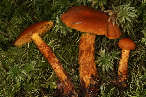 Aureonarius limonius�