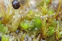 ���������� ������������