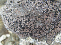 ���������� �����������