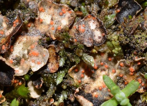 ���������� ��������