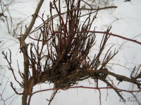 ������������� ���������