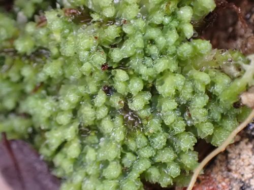 �������������� ������������