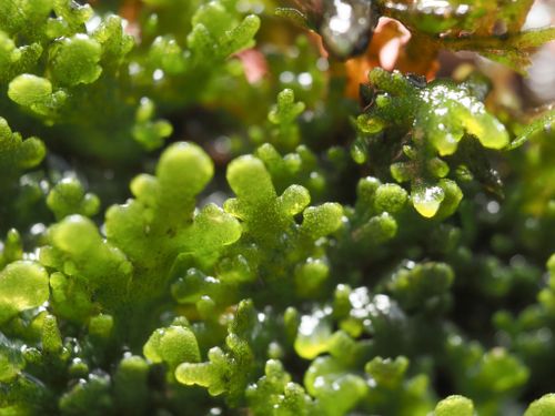 ��������� ���������������