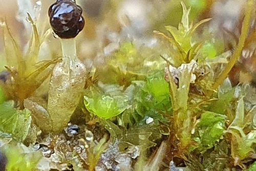 ���������� ������������