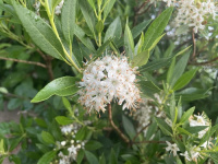 ����������� ��������������