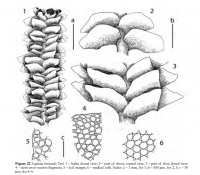 �������� �����������������