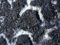 �������� �����������