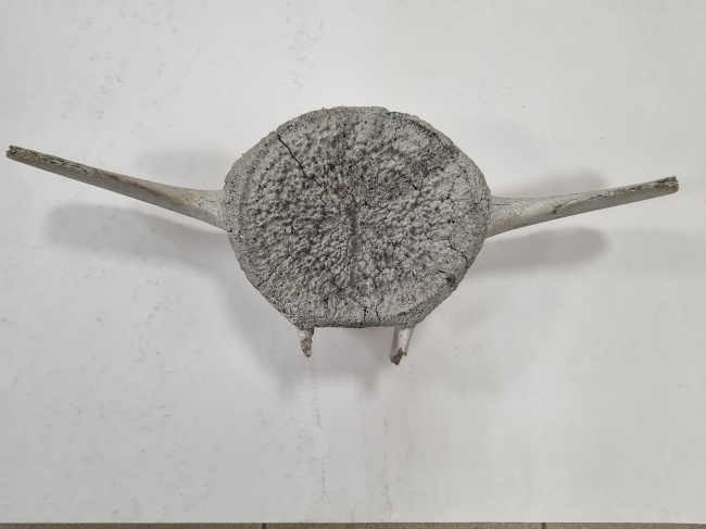 �������� ����